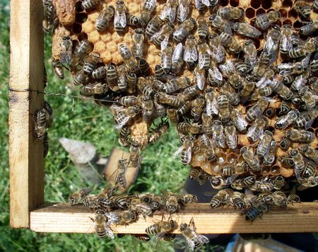 Apis mellifera rodopicaの写真素材