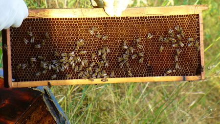 honey backgroundの写真素材