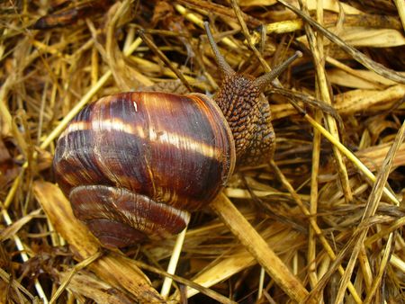 brown snailの写真素材