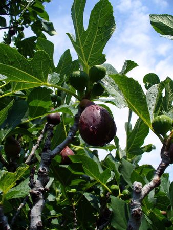fresh figsの写真素材