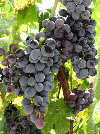 blue grapeの写真素材