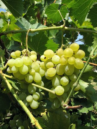 grapeの写真素材