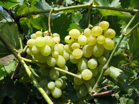 grapeの写真素材