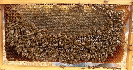 Apis mellifera rodopicaの写真素材
