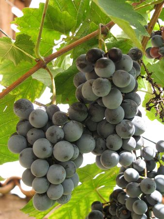 blue grapeの写真素材