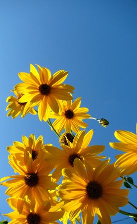 sunny flowersの写真素材