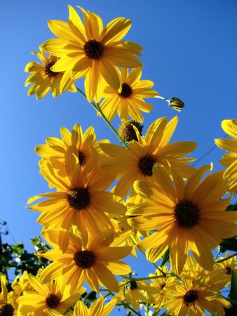 sunny flowersの写真素材