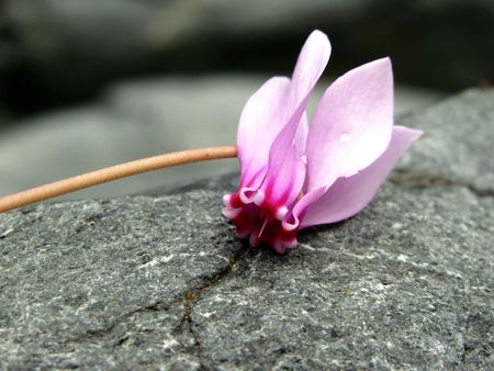 wild cyclamen blossomsの写真素材