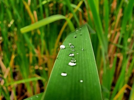 water dropsの写真素材