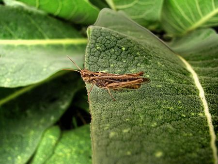 grasshopperの写真素材