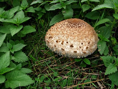 forest mushroomの写真素材