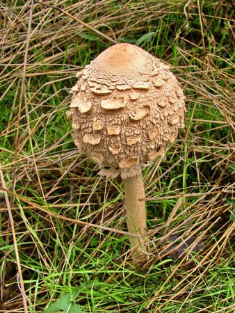 forest mushroomの写真素材