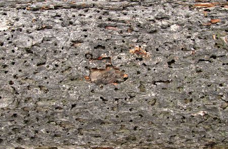 tree textureの写真素材