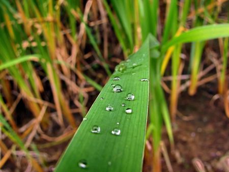 water dropsの写真素材
