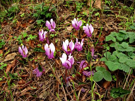 wild cyclamen blossomsの写真素材