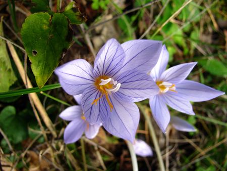 autumn blue crocusの写真素材