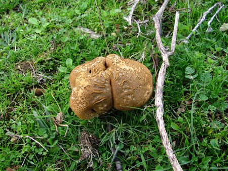 brown puff-ball mushroomの写真素材