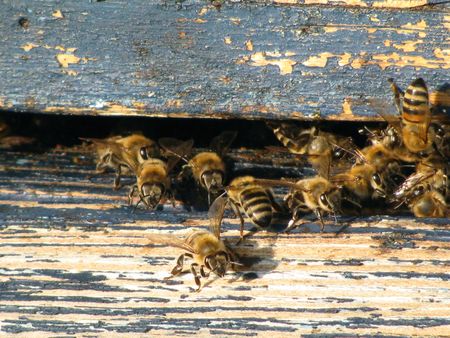 apis rodopicaの写真素材
