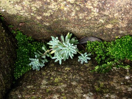 green mossの写真素材