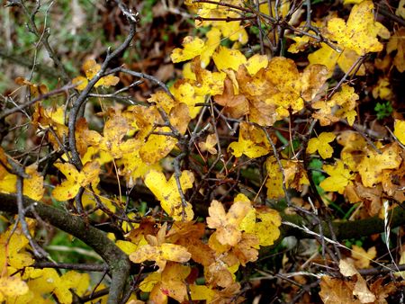yellow autumn leafsの写真素材