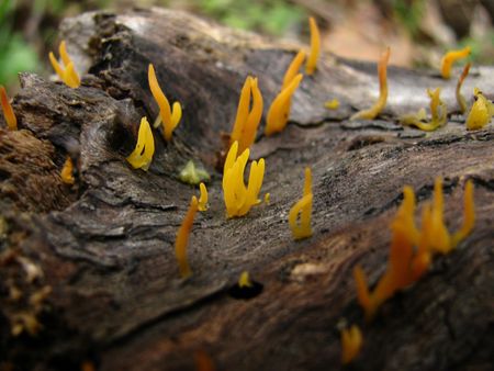 abstract yellow tree mushroomsの写真素材