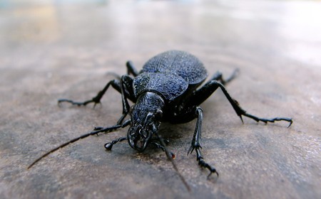 Procerus gigas の写真素材