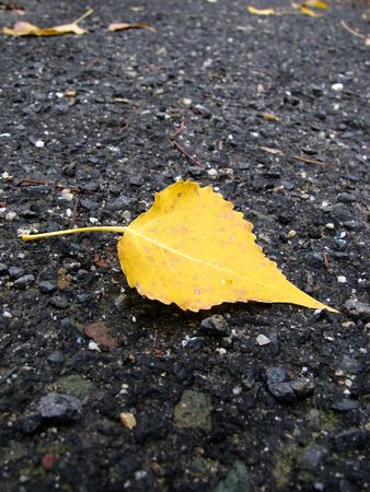 yellow leafの写真素材