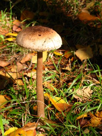 Macrolepiota proceraの写真素材