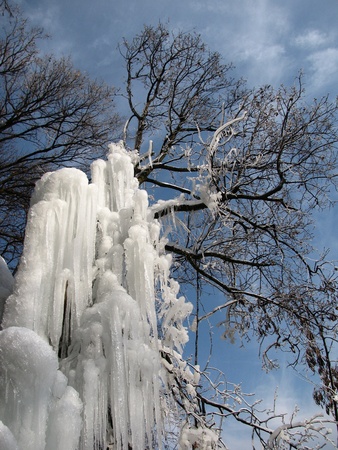                                 frozen treeの写真素材