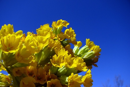forest primroseの写真素材