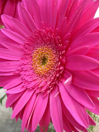 Chrysanthemumの写真素材