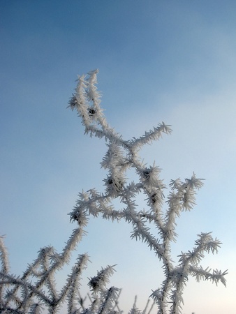 Winter frostの写真素材