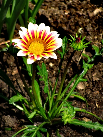 fresh blossomの写真素材