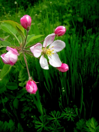 fresh blossomの写真素材