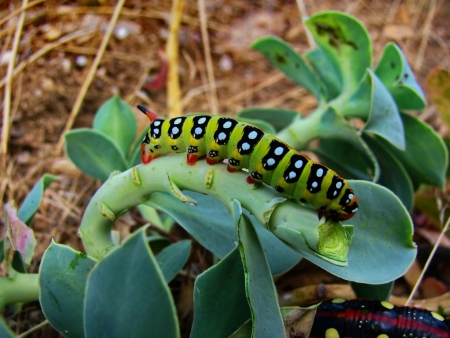 caterpillarの写真素材