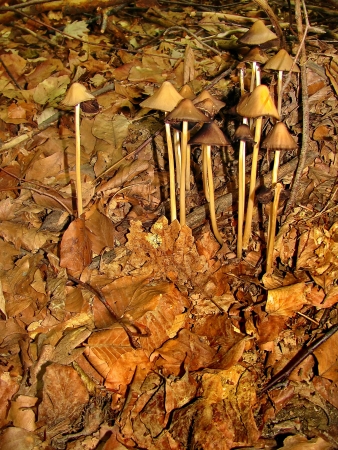 mushroomsの写真素材