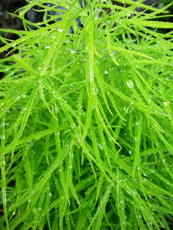 fresh green plantの写真素材