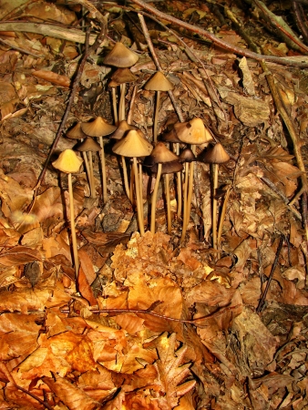 mushroomsの写真素材