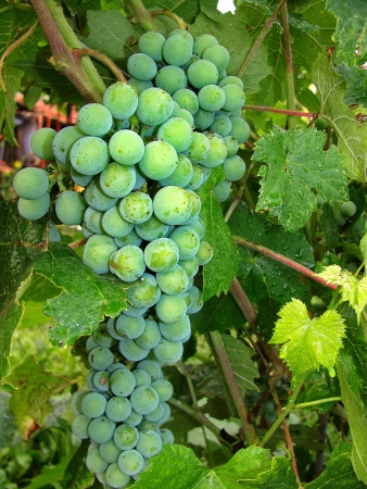 green bulgarian grapeの写真素材