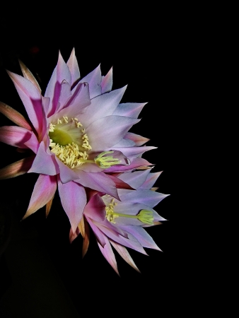 cactus blossomsの写真素材