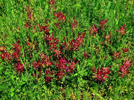 green frace and flowersの写真素材