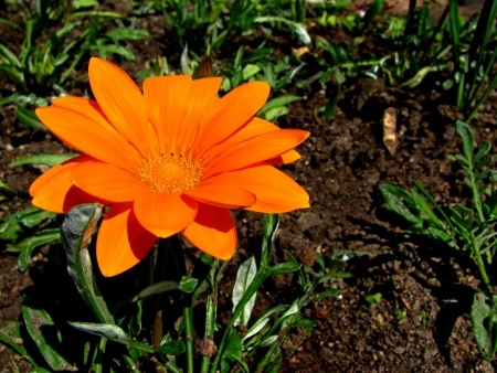 big orange blossomの写真素材