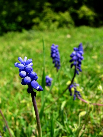 squill forest plantの写真素材