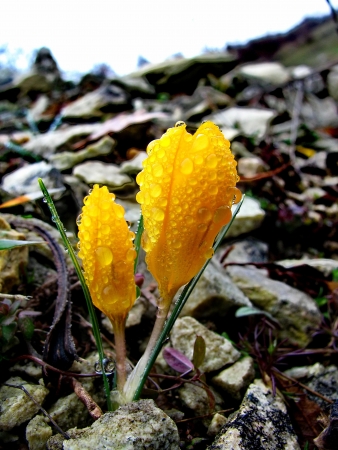 yellow crocusの写真素材