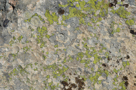 moss textureの写真素材