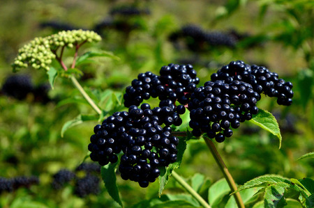 Sambucus ebulusの写真素材