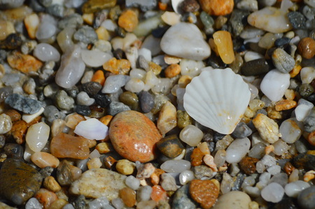 sea shellの写真素材