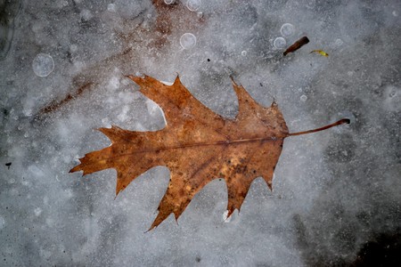 Yellow dry leaf frozen in ice in late autumnの写真素材