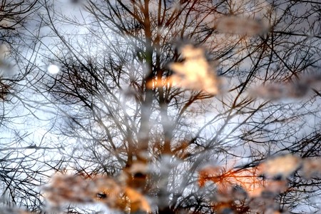 Bare trees reflected in a puddle in the late autumnの写真素材