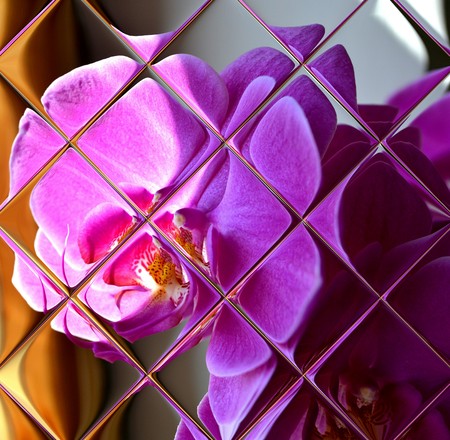 bright purple orchid reflected in clear glass tileの写真素材